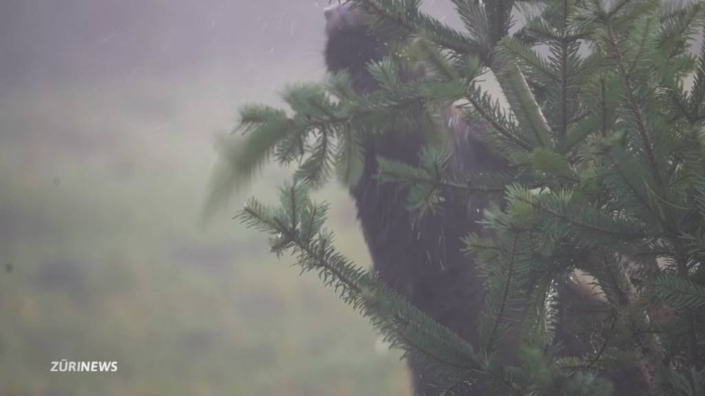 Weihnachtsschmaus im Tierpark: Elche verspeisen Christbäume