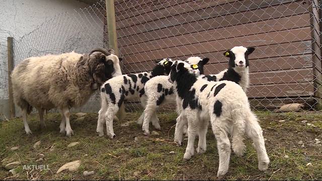 Seltenes Schaf mit grossem Nachwuchs