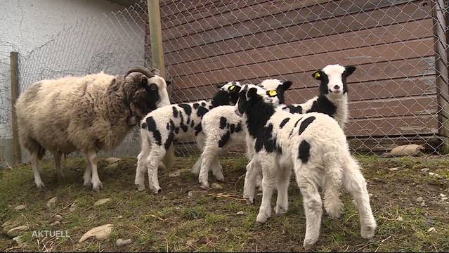 Seltenes Schaf mit grossem Nachwuchs