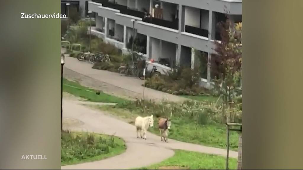 Esel und seltener Maulesel spazieren durch Stadt