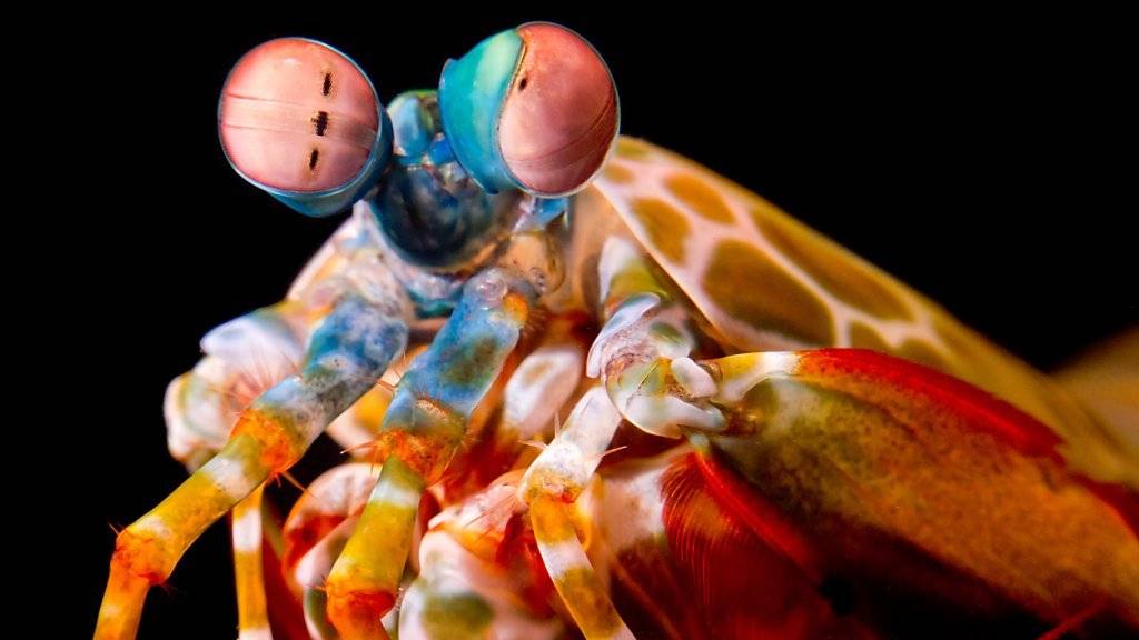 Fangschreckenkrebse sind wegen ihrer hübschen Färbung bei Aquarienbesitzern beliebt.