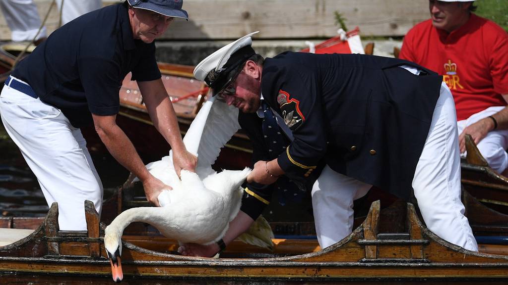 «Swan Upping»: Darum werden in England jährlich Schwäne gezählt