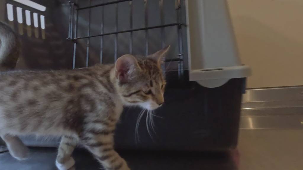 Kanton Luzern Spitzenreiter bei ausgesetzten Katzen