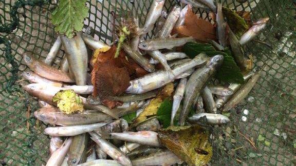 250 Fische starben in Schaffhausen. (Bild: Kapo SH)