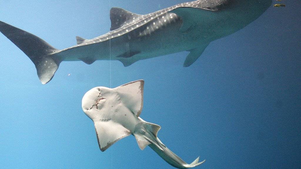 Refugium für Walhaie, Riesenmantas und Delfine: Mexiko macht die Inselgruppe Revillagigedo zur grossen Schutzzone ohne Fischfang. (Symbolbild)