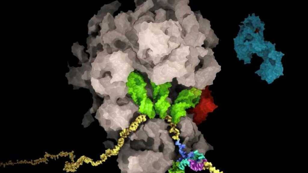 Achillesferse: Die RNA (gelb) des SARS-CoV-2-Virus bildet eine knotige Struktur (mehrfarbig, unten rechts), die zu einer Verschiebung des Leserasters des Ribosoms (braun) führt. So steuert die virale RNA die Produktionsmengen der viralen Proteine. Stört man den Prozess, hemmt man das Virus (ETH).