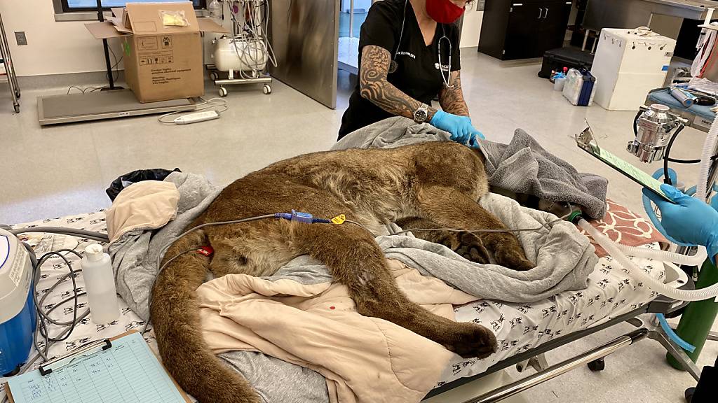 Dr. Alex Herman untersucht den Puma  mit dem Spitznamen «Mr. Handsome» in der Tierklinik des Zoos von Oakland.