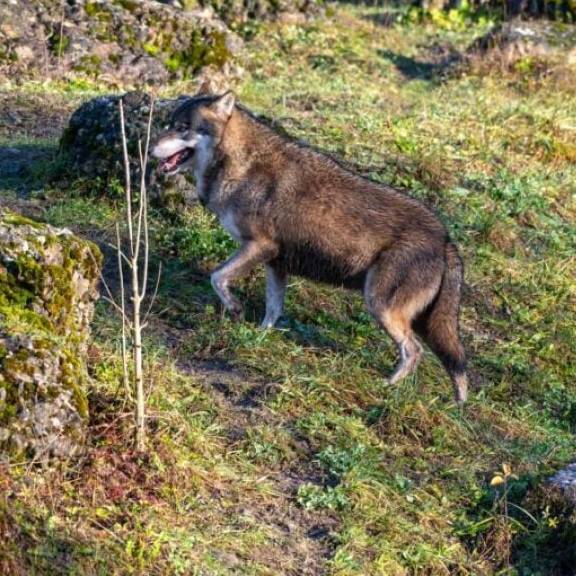 Tierpark Goldau will ein Wolfsrudel bilden