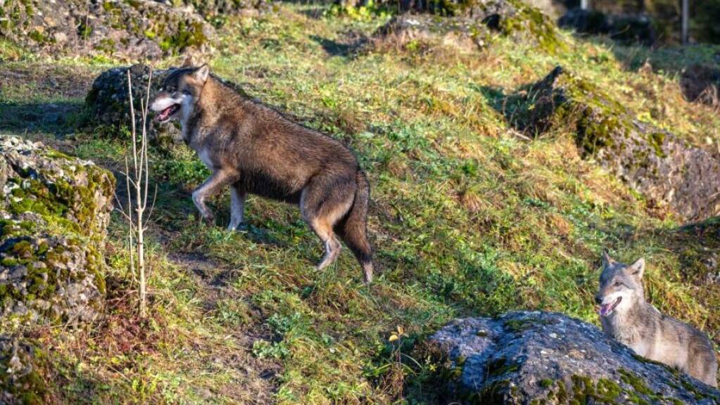 Wolf Tierpark Goldau Wolfsrudel