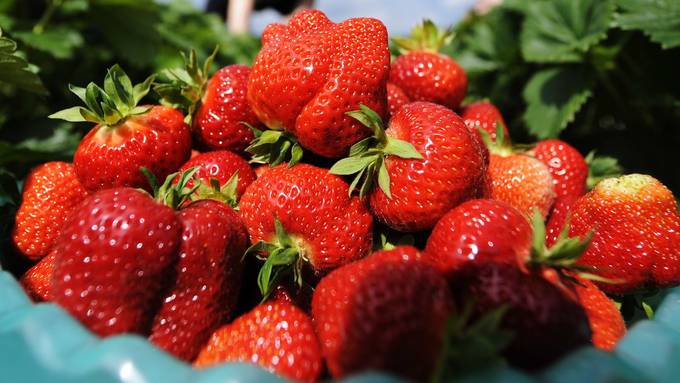 Deshalb sind Gurken Beeren und Erdbeeren Nüsse