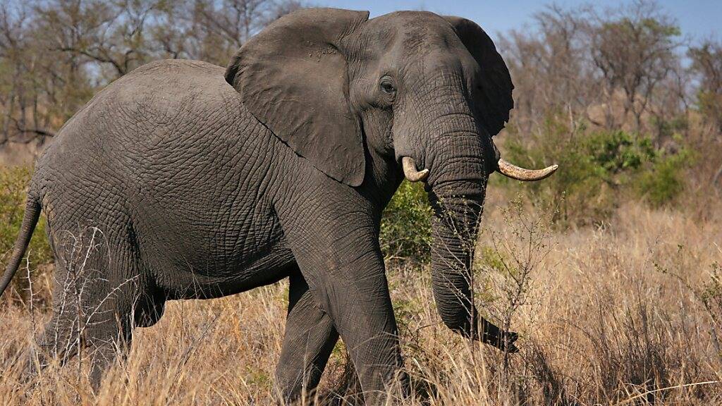 Um kleine Nahrungsstückchen aufzunehmen, können Elefanten bei ihrem Rüssel eine Saugfunktion aktivieren, wie Forschende berichten. (Archivbild)