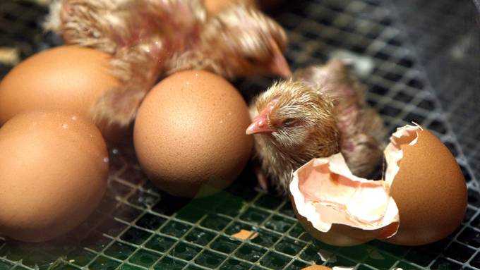 Eier aus der Migros ausbrüten – «eine Schnapsidee»