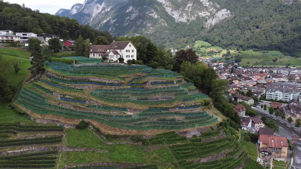 Rebjahr 2020: St. Galler Winzer mit schlechter Weinernte