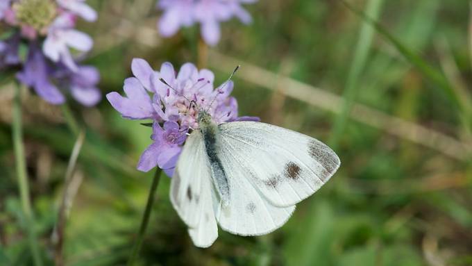 Schmetterling aus dem Süden fliegt an Nordsee