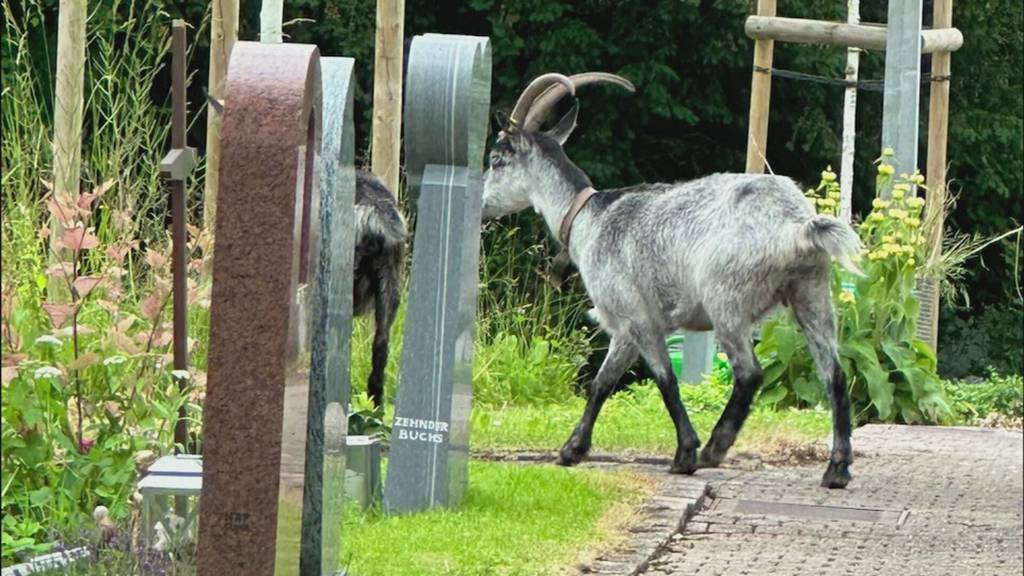 Ziegen büxen aus und knabbern auf Friedhof Bepflanzung ab