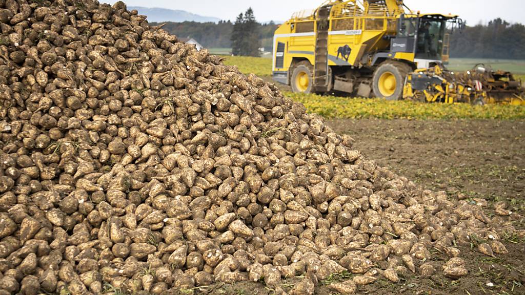 Nationalrat will die Schweizer Zuckerproduktion weiterhin stützen