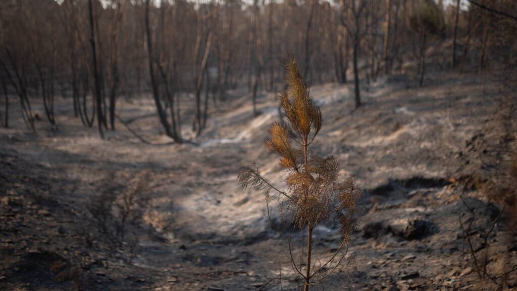 Grosser Waldbrand in Andalusien breitet sich aus