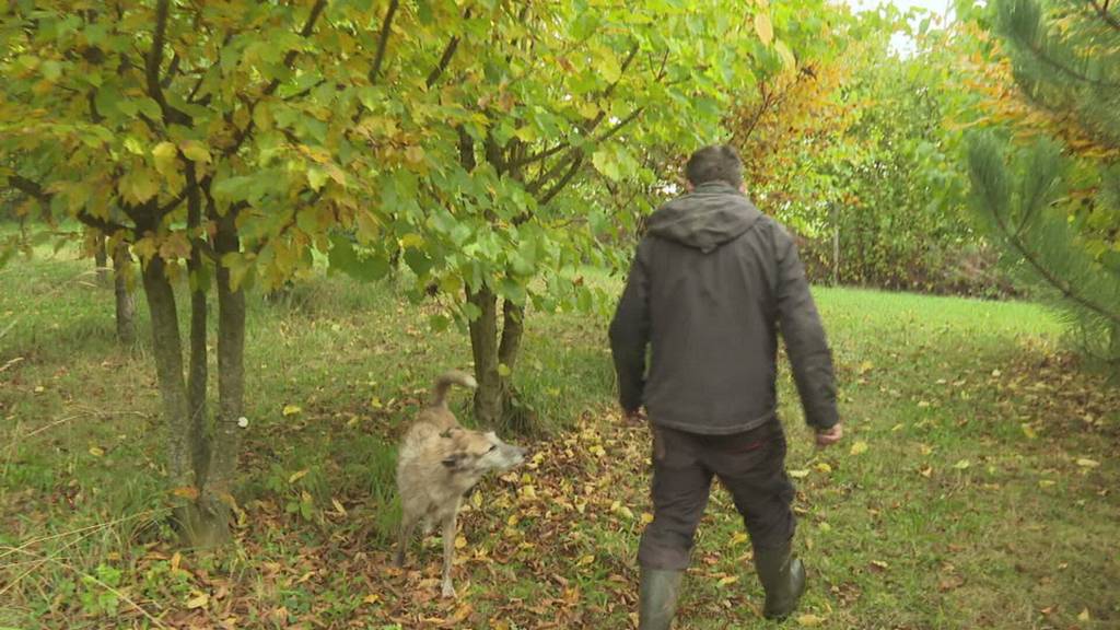 Suche nach dem «schwarzen Gold»: Thurgauer betreibt eigene Trüffelfarm