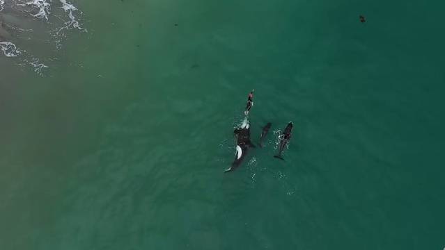 Orcas Folgen Einer Schwimmerin Radio 24