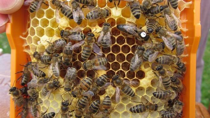 Zwei Insektizide schädigen Bienenköniginnen