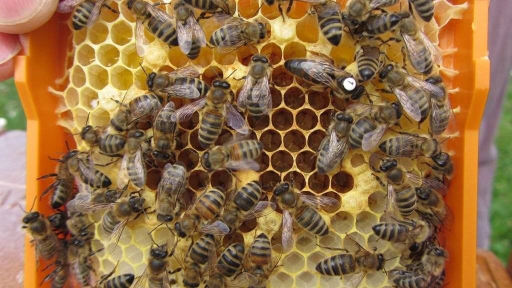 Zwei Insektizide beeinträchtigen die Fortpflanzung von Bienenköniginnen. Die von Arbeiterinnen umringte Königin trägt im Bild eine Markierung. (Foto: Handout)