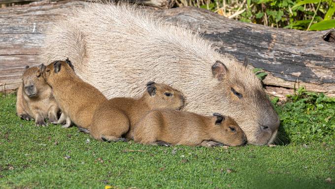 Vier junge Capybaras sind im Zoo Zürich auf die Welt gekommen