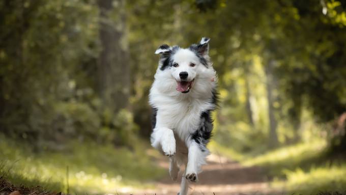 Was du über die Zürcher Leinenpflicht für Hunde wissen musst