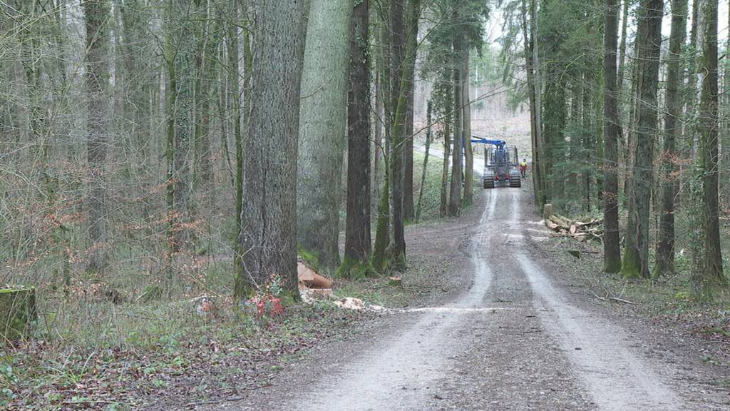 Mondholz-Fällung: Hier entsteht der Brunnen für das Kantonalschwingfest im Thurgau