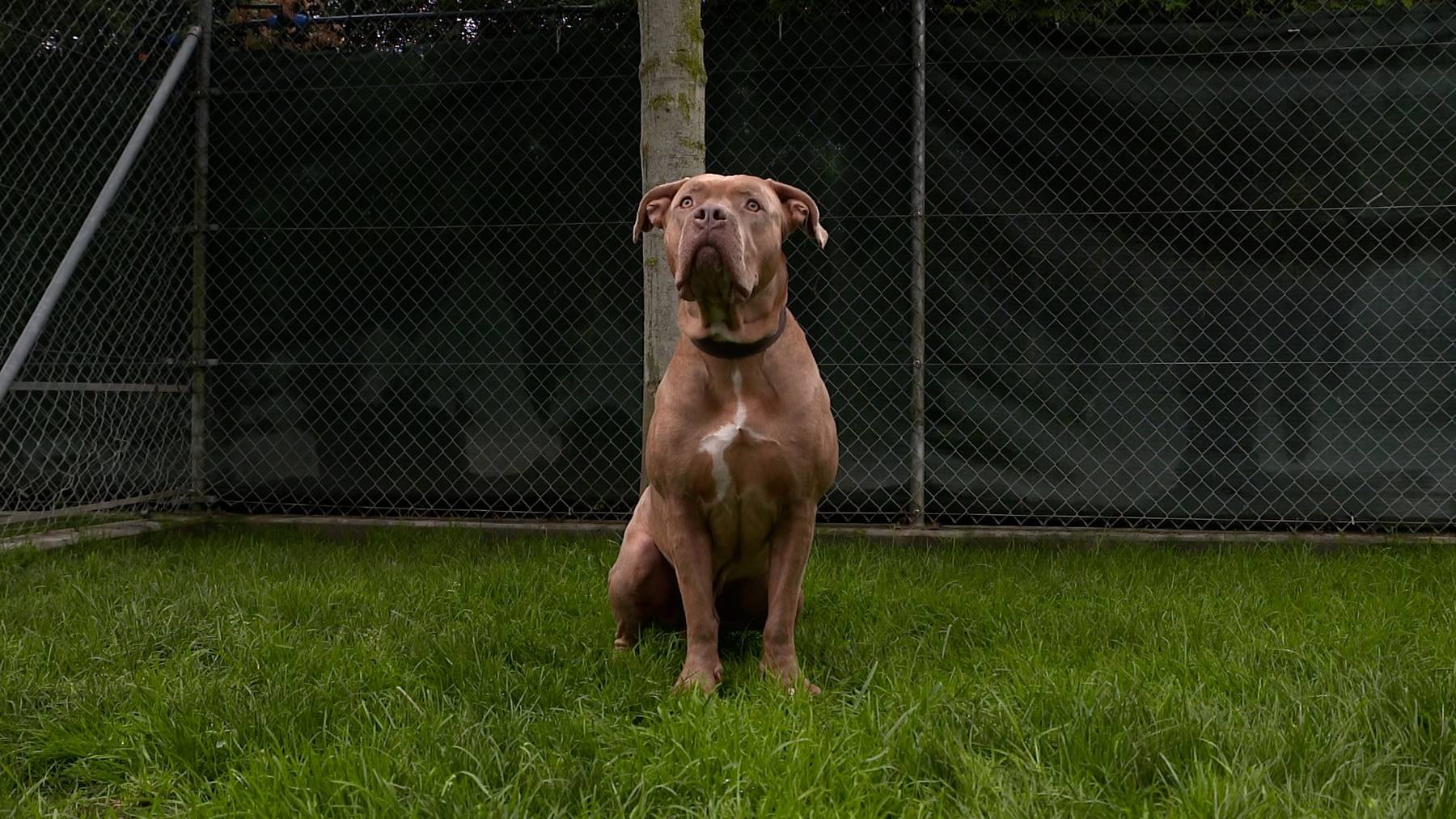 Ruedi