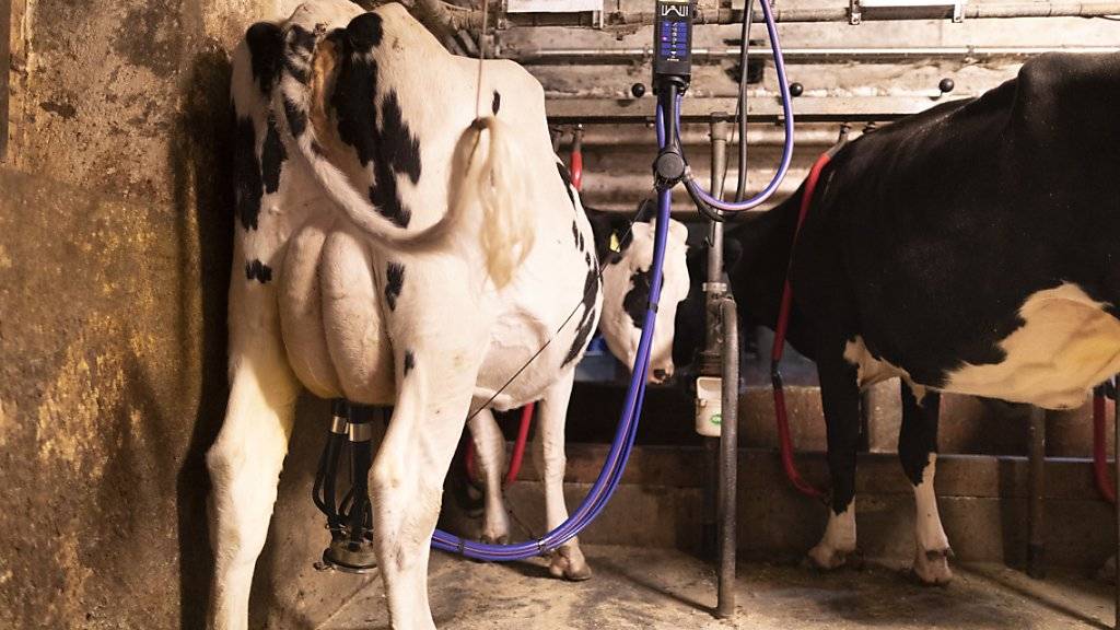 Thurgauer Milchbauern fordern vom regionalen Milchproduzenten-Verband anderthalb Millionen Franken an Beiträgen zurück. Eine Pilot-Klage beurteilt jetzt das Bezirksgericht Weinfelden TG (Archivbild).