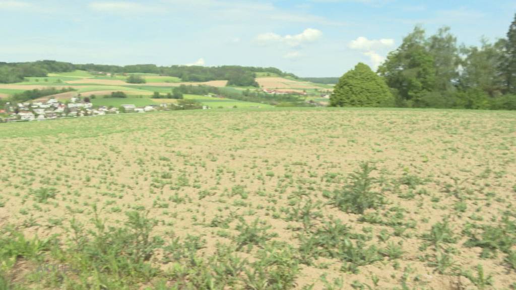 Angeschossenes Wildschwein: Das droht dem Schützen von Lengnau