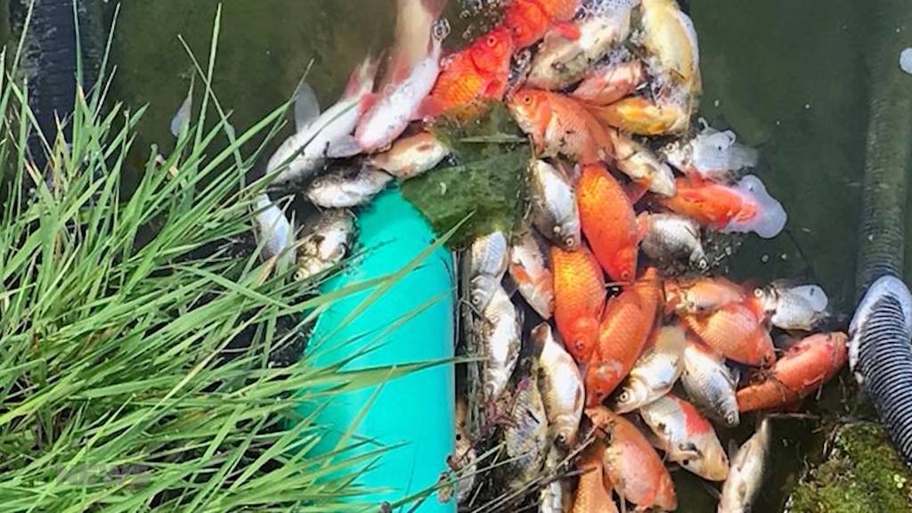 Grosser Schock für Fischhalter in Wangen an der Aare