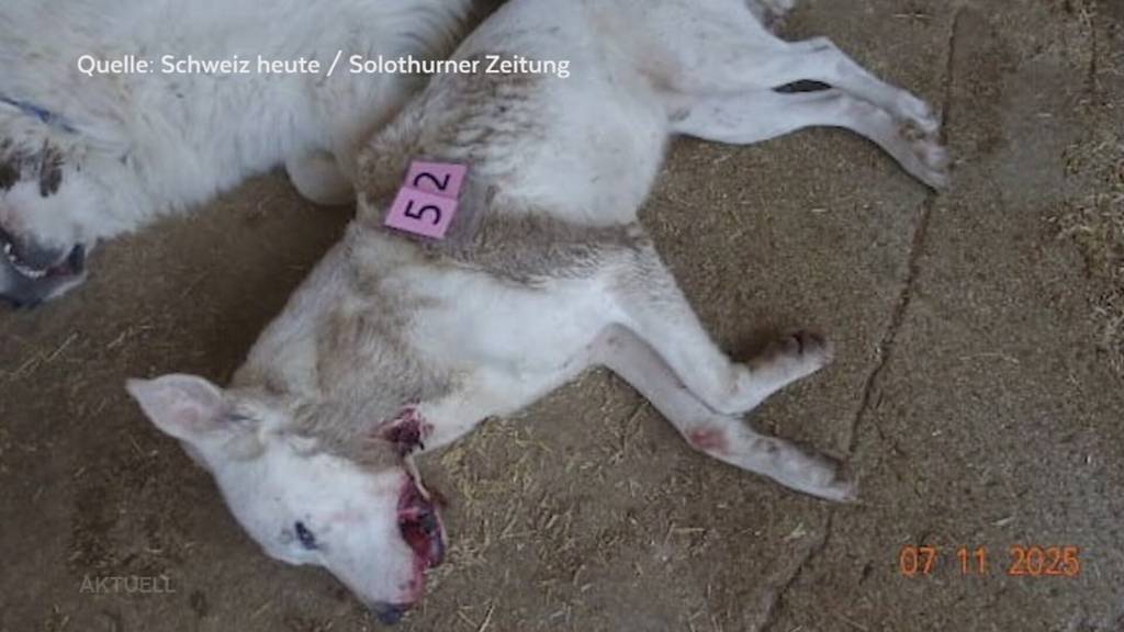 Die Reaktionen aus der Politik und dem Tierschutz  zum Untersuchungsbericht der Solothurner Behörden