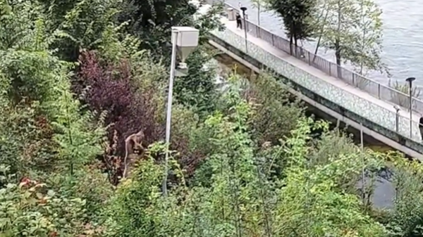 Berner Bär zerstört Test-Futterautomat am ersten Tag