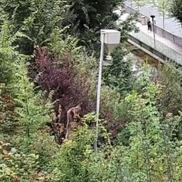 Berner Bär zerstört Test-Futterautomat am ersten Tag