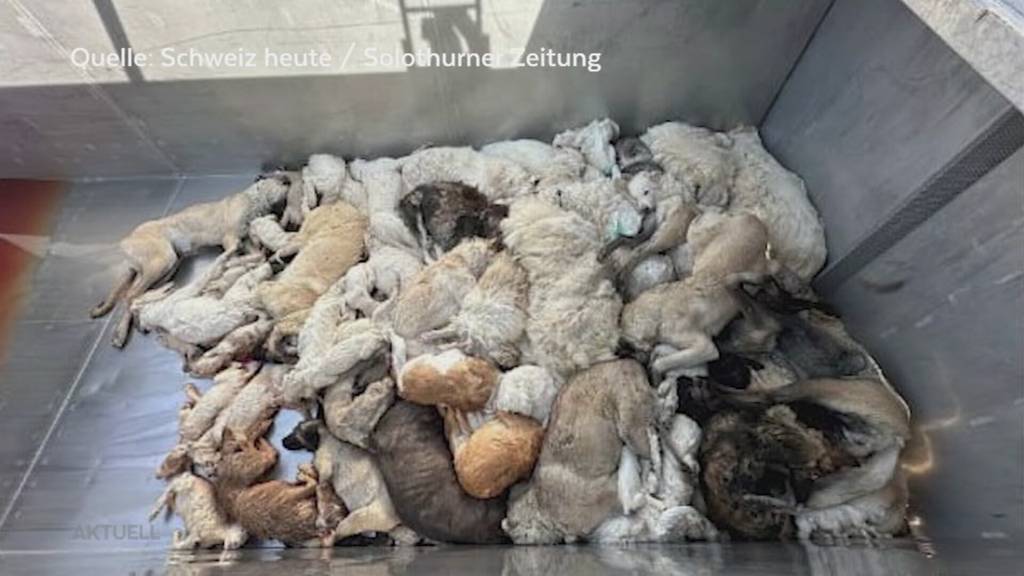 Untersuchungsbericht zeigt: Veterinäramt hat in Ramiswil auch Hunde eingeschläfert, die man hätte retten können