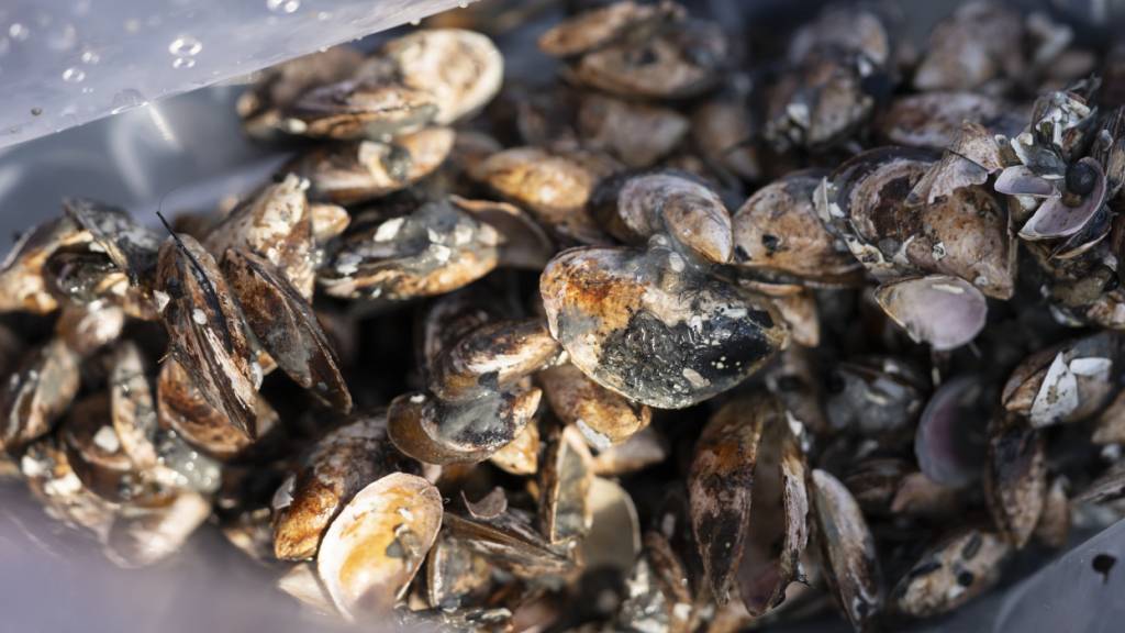 Ablagerungen von Quaggamuscheln stören seit 2024 den Schiffsbetrieb im Rhein. Die Kantone Schaffhausen und Thurgau prüfen nun, ob die Muscheln verwertbar sind. (Archivbild)