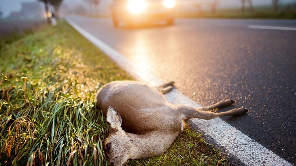 Um Wildtierunfälle zu vermeiden, installiert der Kanton Zug in Oberägeri die erste Wild-Warnanlage im Kanton Zug. (Archivbild)