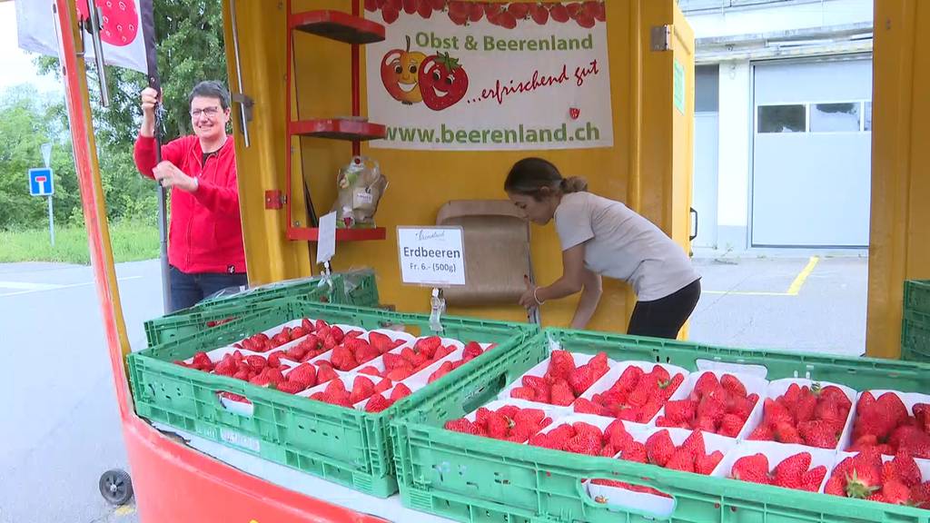 Seeländer Bauernbetrieb freut sich auf die Erdbeersaison