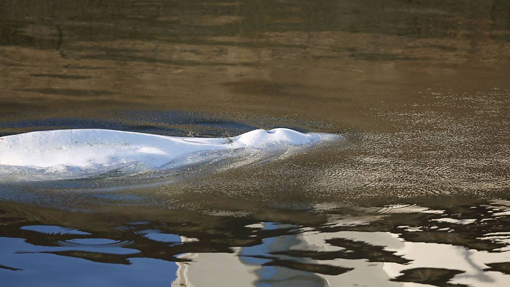 Belugawal aus der Seine stirbt trotz aufwendiger Rettungsaktion