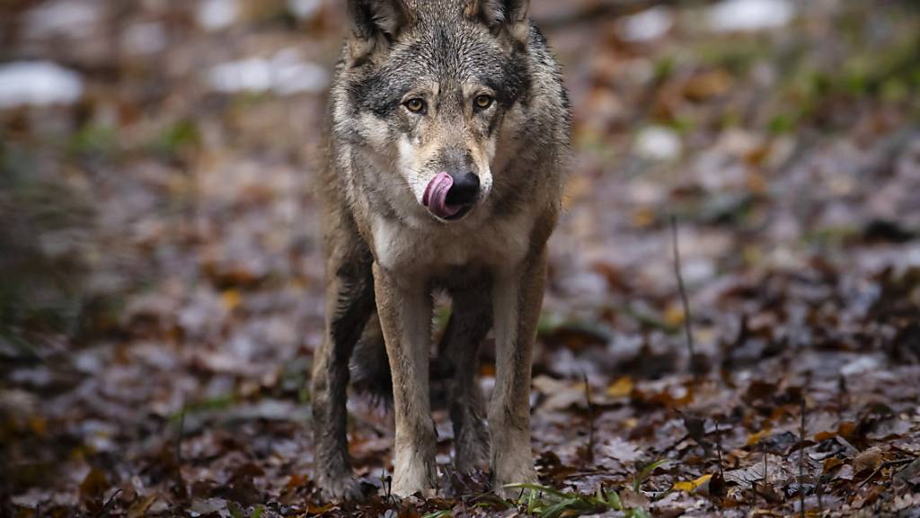 Keine Untersuchung nach Fund eines toten Wolfs im Wallis