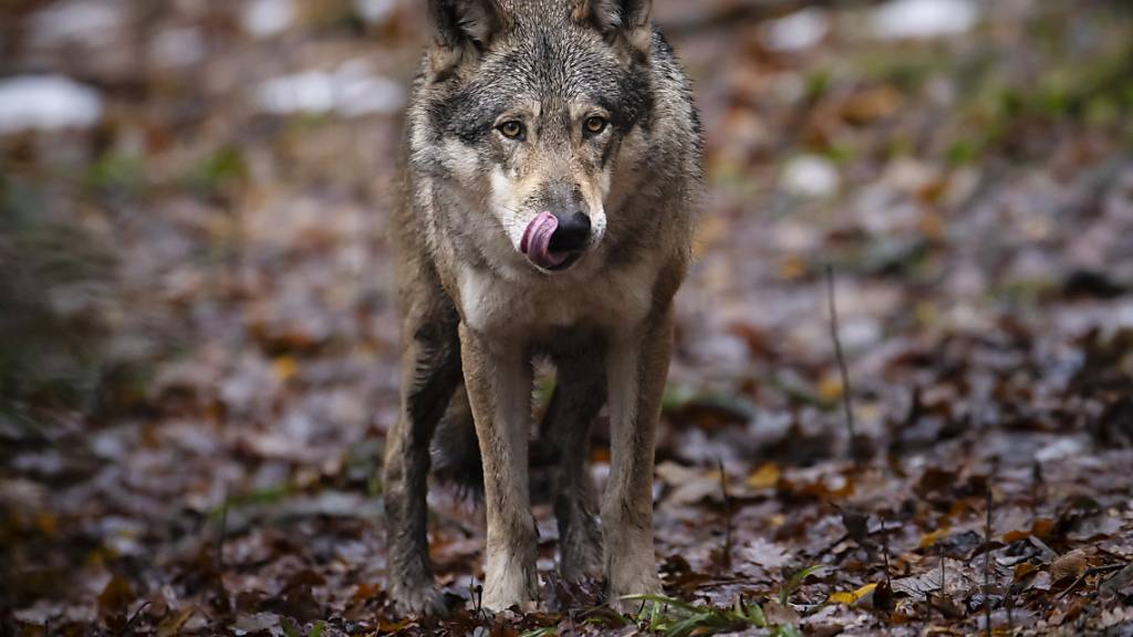 Ein Wolf in einem Tierpark. (Archivbild)