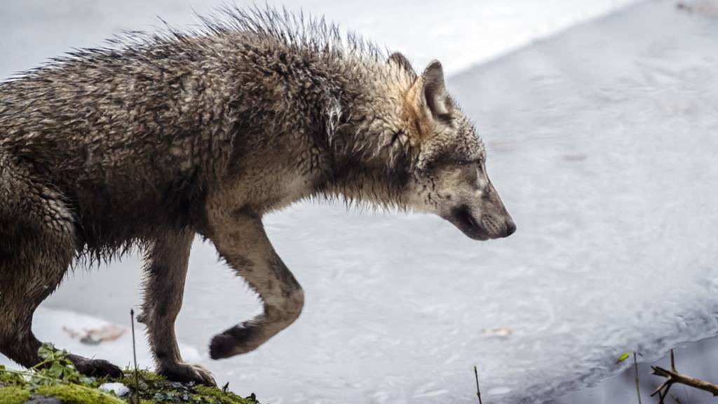 In Sicherheit vor Gewehrkugeln: ein Wolf in einem Zoo. (Archivbild)