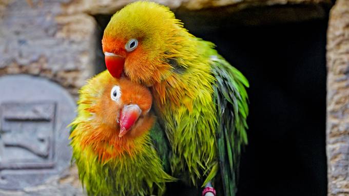 54-Jähriger will zugeflogenen Papagei auf Facebook verkaufen
