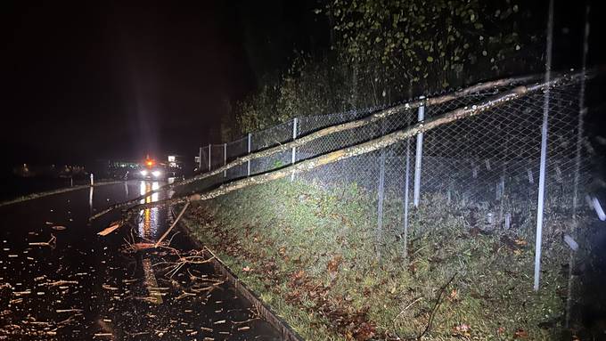 Rollerfahrer stürzt in Schaffhausen wegen umgestürzten Baum