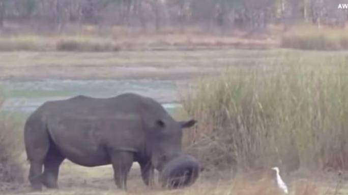 Ein Nashorn in Afrika musste wegen eines ungewöhnlichen Vorfalls gerettet werden.
