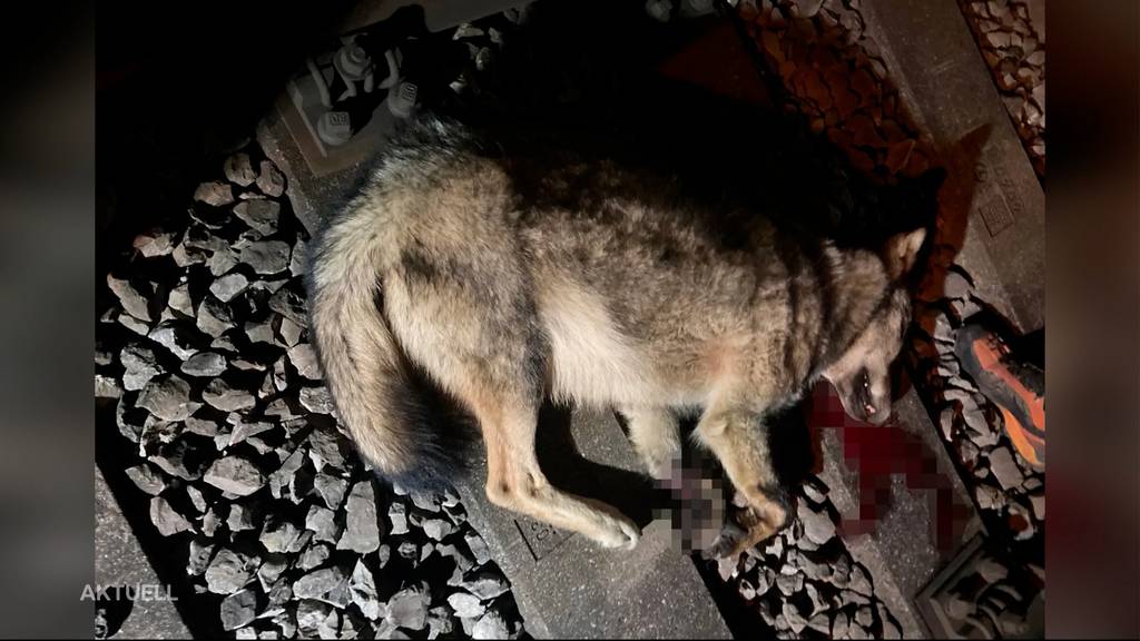 Ist der Wolf, der einem Aargauer Landwirt 25 Schafe gerissen hat, tot?