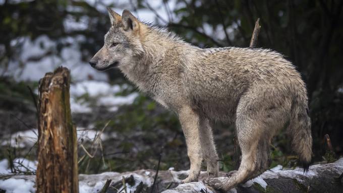 Im Wallis: Deutlich mehr Wölfe als erwartet abgeschossen