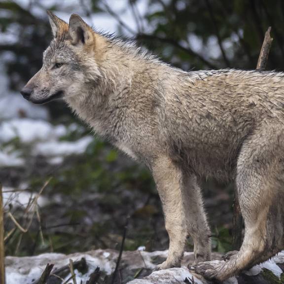 Im Wallis: Deutlich mehr Wölfe als erwartet abgeschossen
