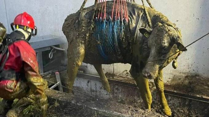 Kuh wird von Feuerwehr in Thörishaus aus Schwemmkanal gerettet
